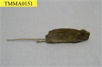 Formosan Field Mouse Collection Image, Figure 7, Total 18 Figures